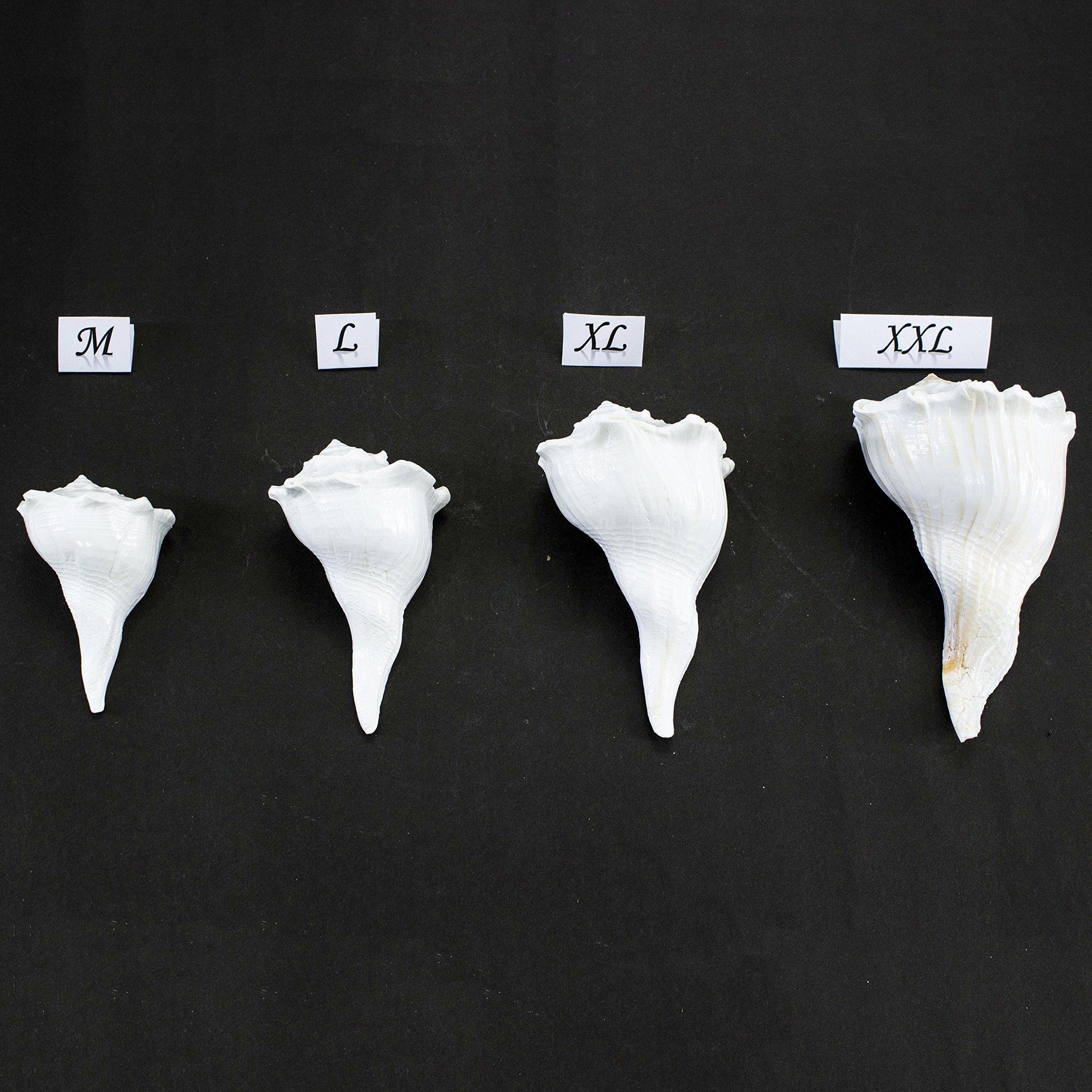 The Holy Mart Dakshinavarti shankh original and natural In White Colour, Laxmi sankh, Conch (10 cm Size) - Image 4 thumbnail