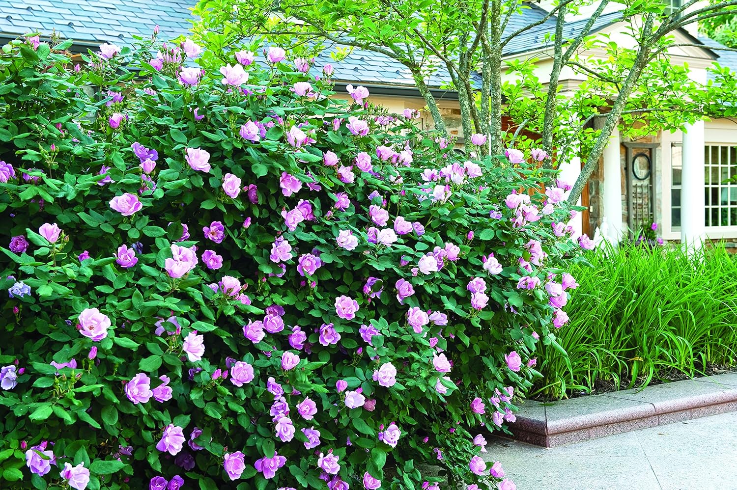 Buy Star Roses Knockout Series 17226 Blushing Knockout Rose, 3 Gallon