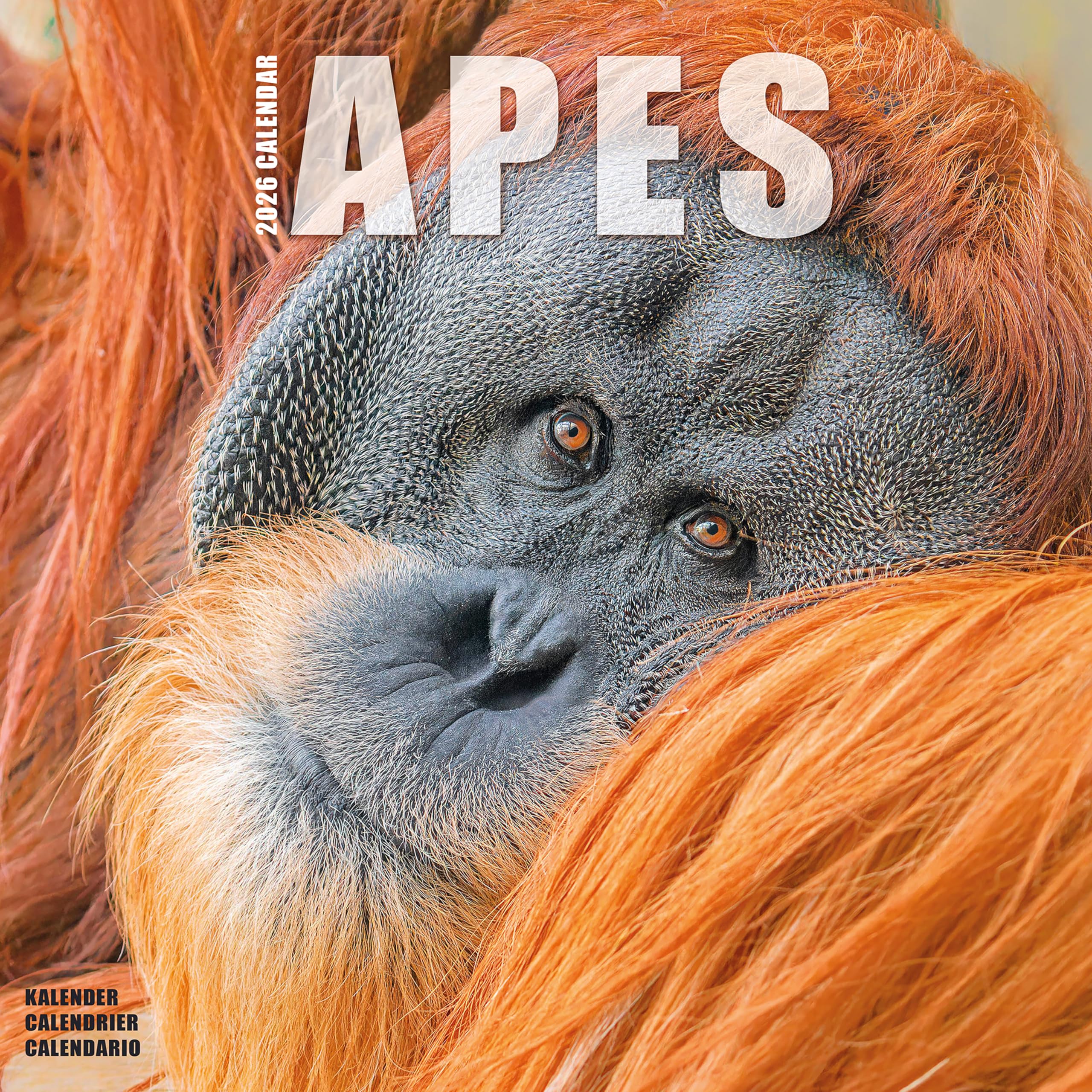 Apes 2026 Calendar | Square Wall Calendar | Animal Gift | Plastic Free Packaging | by Avonside Publishing