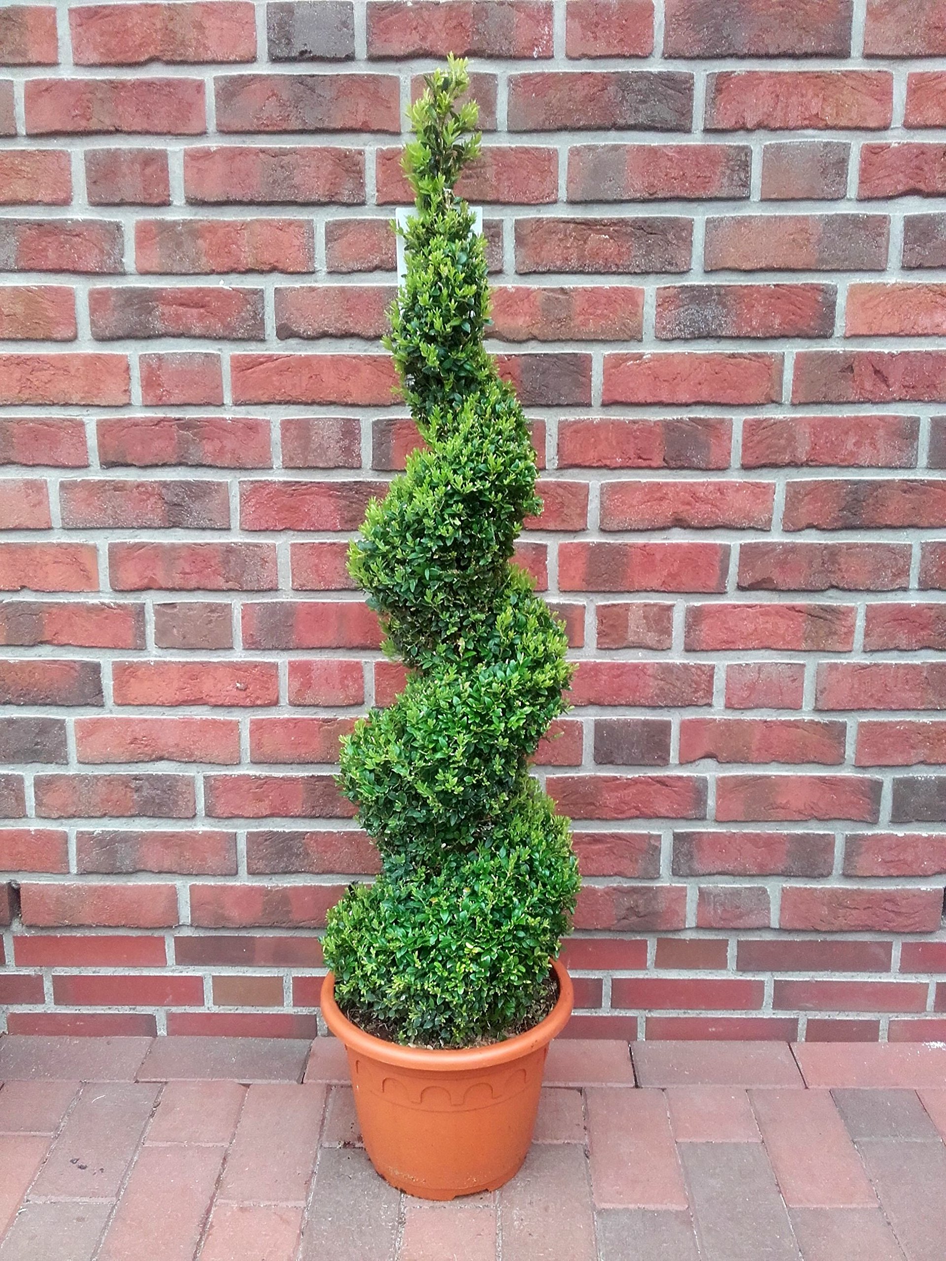 Buchsbaum - Spirale (Hhe: 110-120 cm), Bonsai, Buxus sempervirens + Dnger  : Amazon.de: Garten
