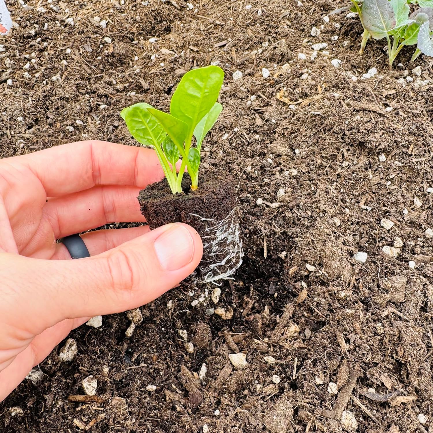 Spinach Seedlings: Ready-to-Plant, Starts, Starters, Plugs, Garden Ready, Live Plants, Transplants, Pre-Sprouted, Soil & Hydroponic Gardens (6 seedlings)