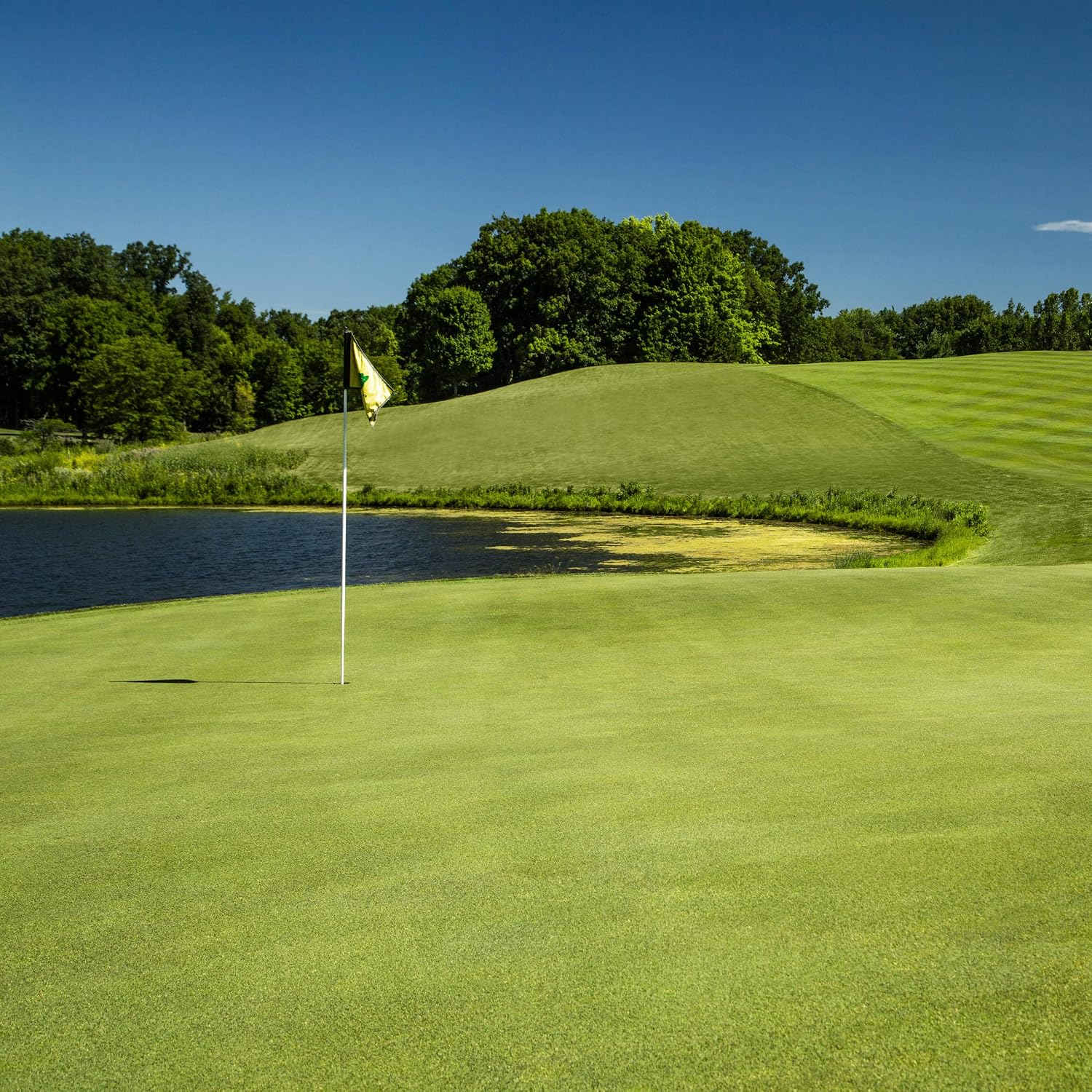 Outsidepride PC2.0 (Penncross) Golf Creeping Bent Grass Seed for Tees, Putting Greens, & Fairways - 2 LB