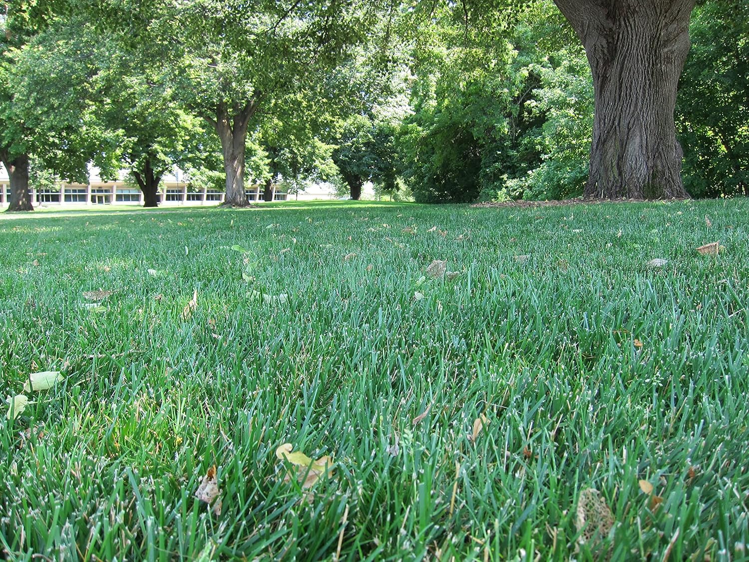 Hale Habitat & Seed Tough Lawn Mix, Traffic Tolerant, Durable & Persistent, 1000 Square Feet