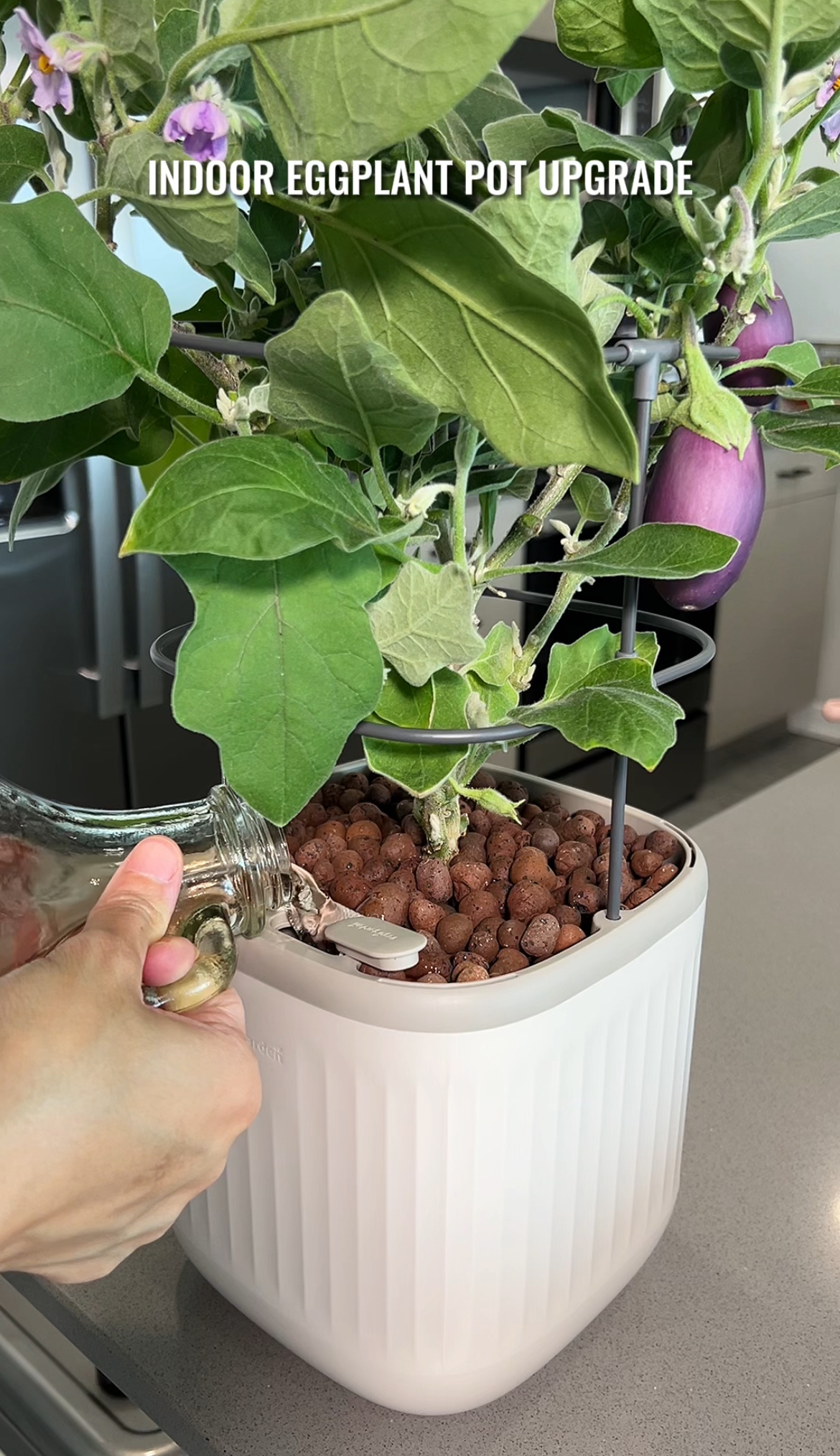fiddle leaf fig trees Ficus Lyrata Bush, Fiddle Leaf Fig Tree main image 0
