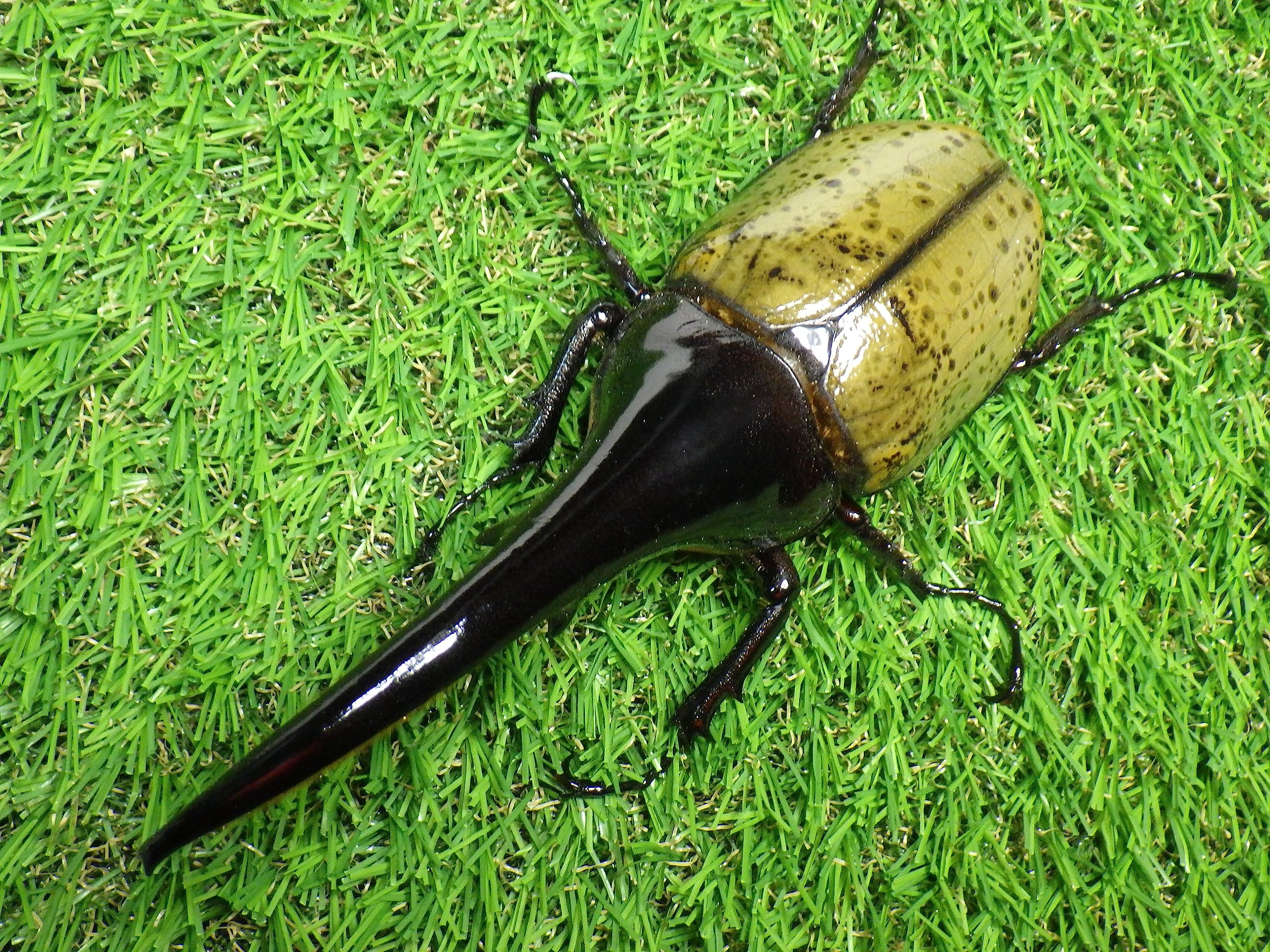 ヘラクレス 【TS beetle】DH ヘラクレス ♂単品 158mm 血統は説明文 