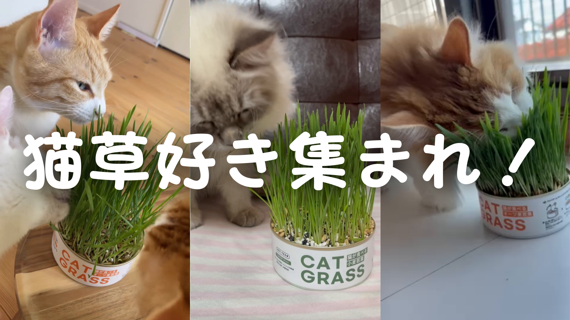 Amazon.co.jp: PET-TEAM/ペットチーム キャットグラス 猫草栽培セット