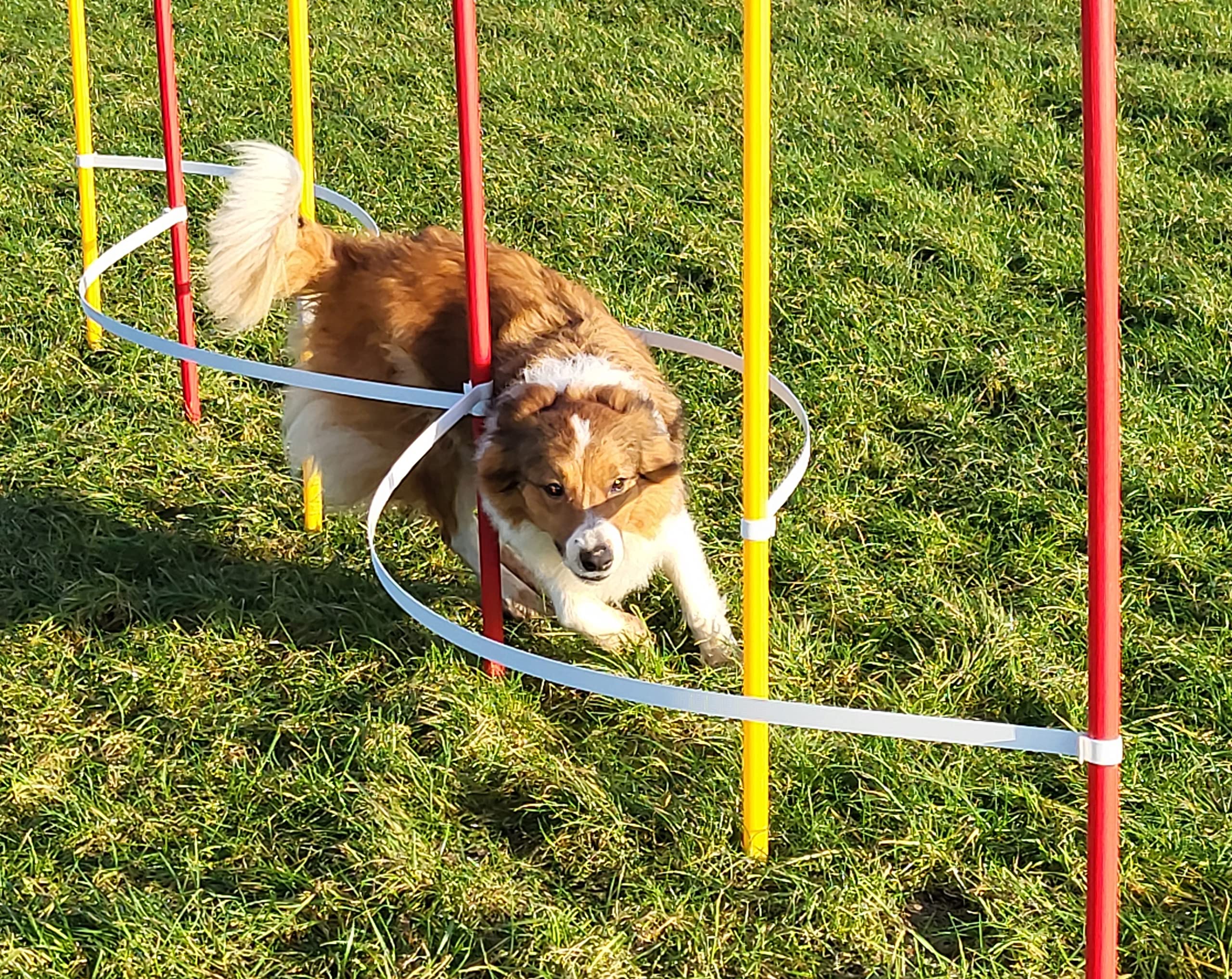 Agility - Slalom - AUSBILDUNGSSET MIT 4 SLALOMBÖGEN/TRAININGSBÖGEN + 6 SLALOMSTANGEN ROT/GELB