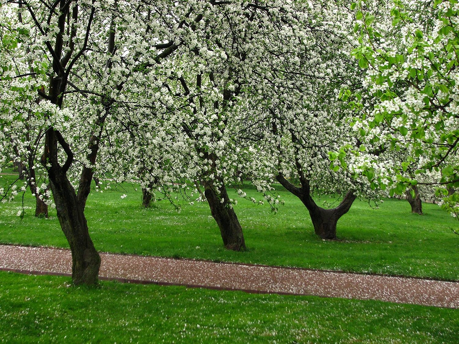 Golden Delicious Apple Tree - Grow Fresh Fruit - Live Plant Shipped 3 Feet Tall by DAS Farms