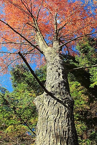 Miniatura 7 de Arce Rojo  Kit de cultivo de semillas de árbol  The Jonsteen Company