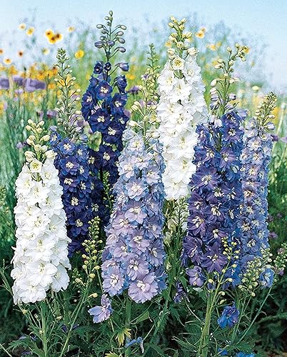 Miniatura 2 de Burpee Fantasia Mixed Colors Semillas Delphinium 100 semillas
