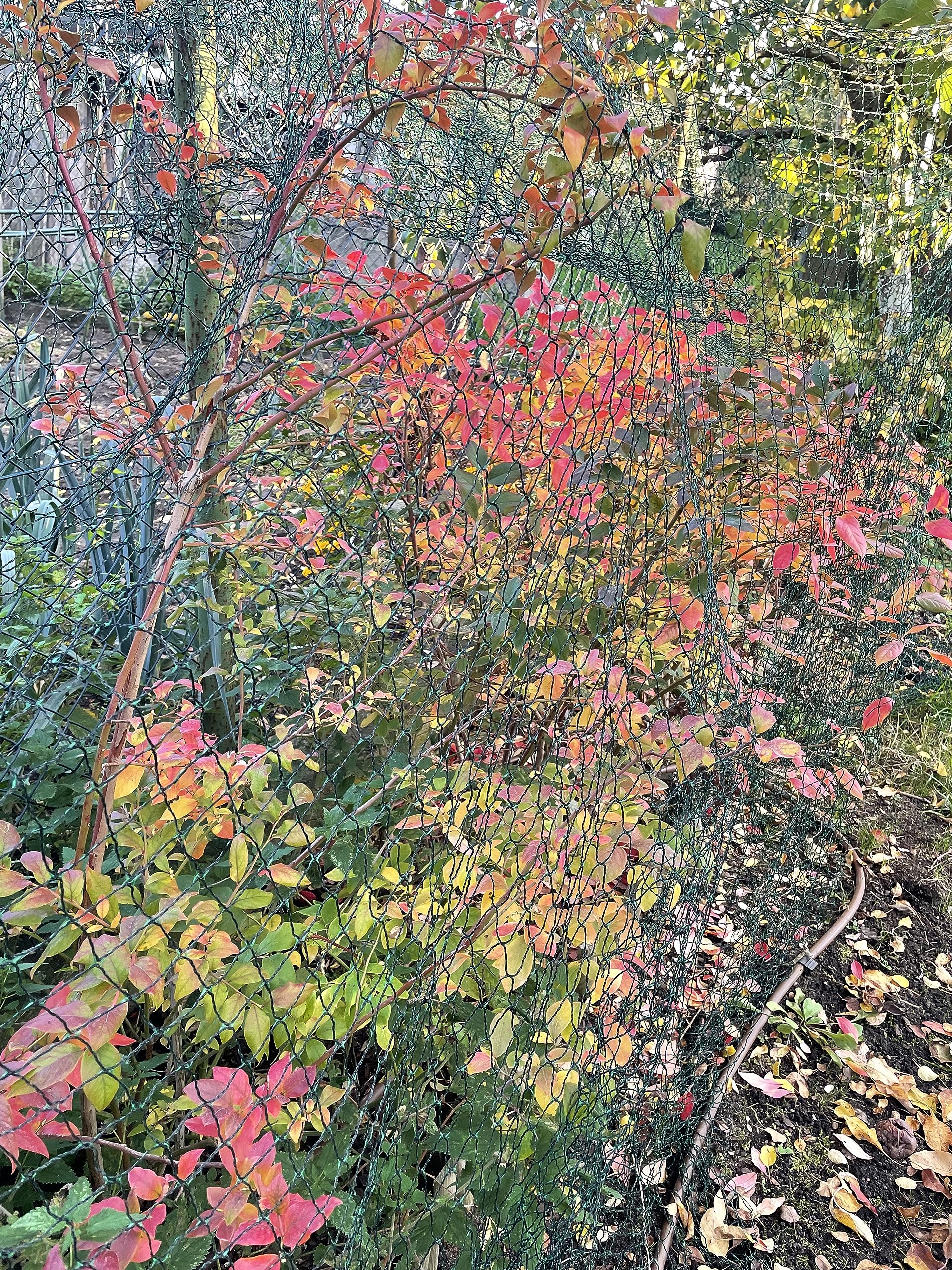 F & R Schutznetz für Teich, Obst & Gemüse, gegen Schmutz, Laub & Vögel, Engmaschiges Vogelschutznetz für Garten, Teichnetz, Gartennetz, 15 x 15 m (225 m²)