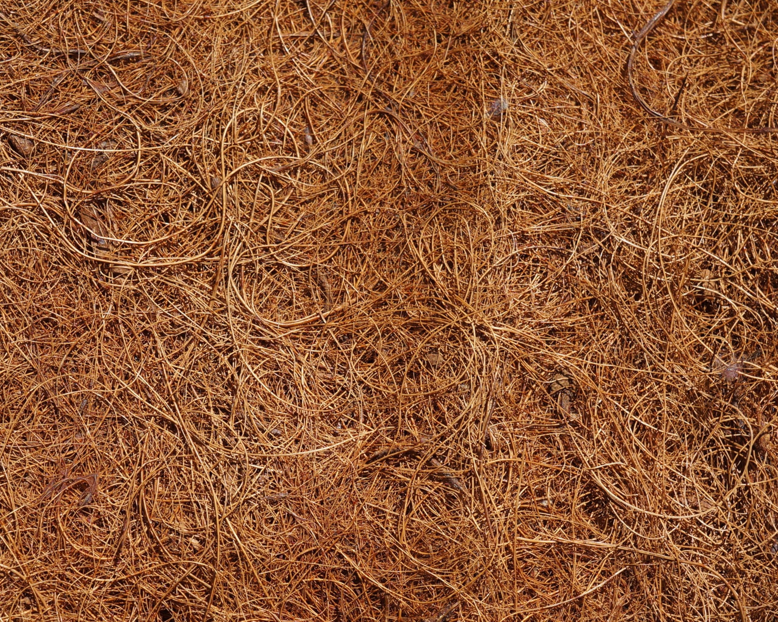 EraGreen® 5 discos de coco de 80 cm de diámetro, 100% fibra de coco, protección contra heladas para plantas en macetas y macetas, protección contra heladas para plantas en macetas y macetas,