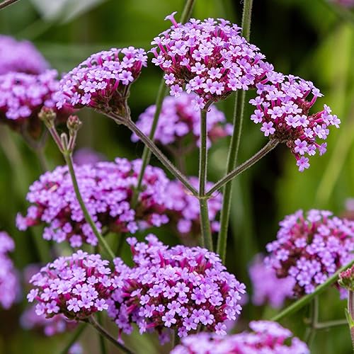 Outsidepride Verbena Verbena - Flores de jardín atractivas para abejas mariposas y pájaros cantores 5000 semillas