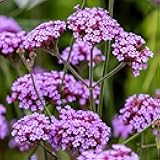 Purpletop Verbena Seeds for Planting - 5000 Pcs. Annual, Drought Tolerant & Easy to Grow, Ground Cover with Fragrant & Vibrant Blooms for Containers, Borders & Pollinator Gardens