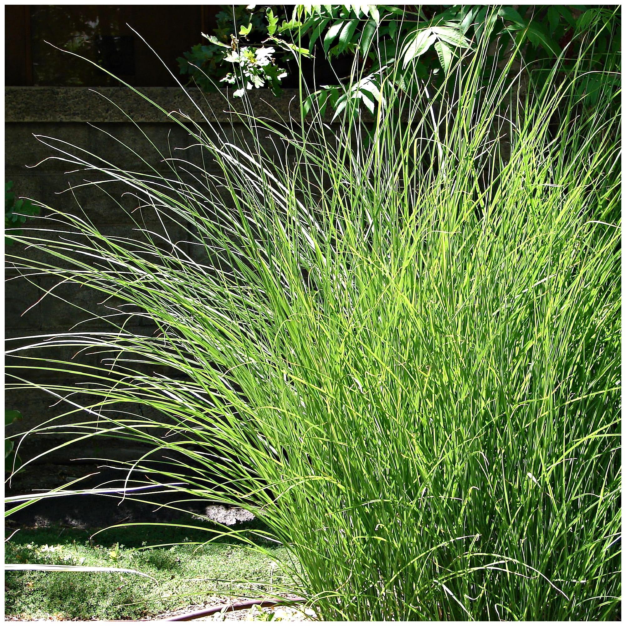 Miscanthus sinensis 'Gracillimus' / Chinese Silver Grass in 2L Pot 3fatpigs®