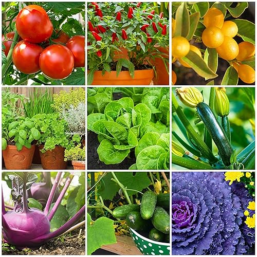 Miniatura 2 de The Old Farmer's Almanac Mini picos de tomate y vegetales, NPK 6-4-6 para alimentación continua y cosechas abundantes (24 mini picos)