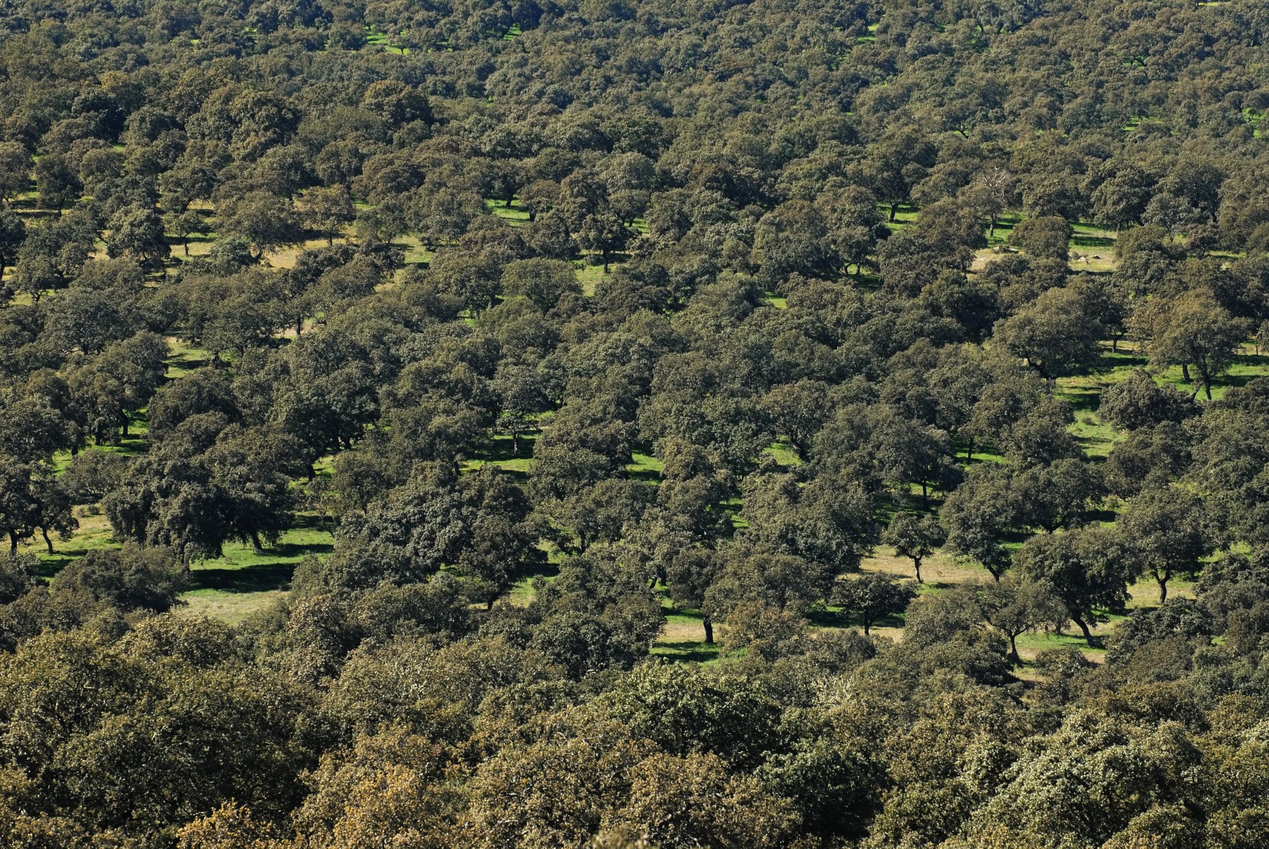 BELLOTERRA | Confezione da 5 Buste Spalla di Alimentazione in Campo 50% Iberica Affettata | 5 x 80 gr | Busta in Atmosfera Protettiva | Stagionatura 20-24 Mesi | Razza Iberica di Campo