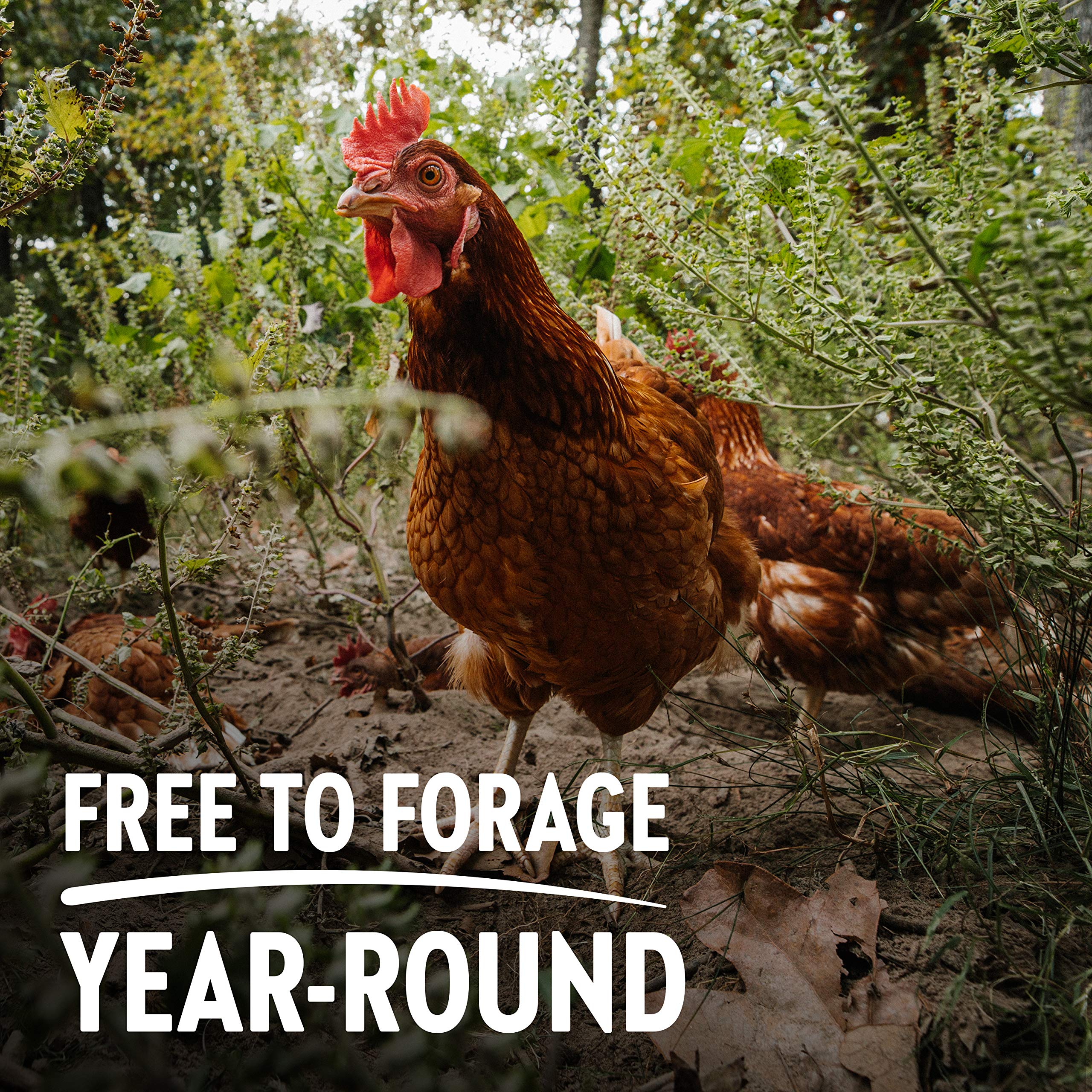 Vital Farms Large Grade A Eggs 12 Count — view 2