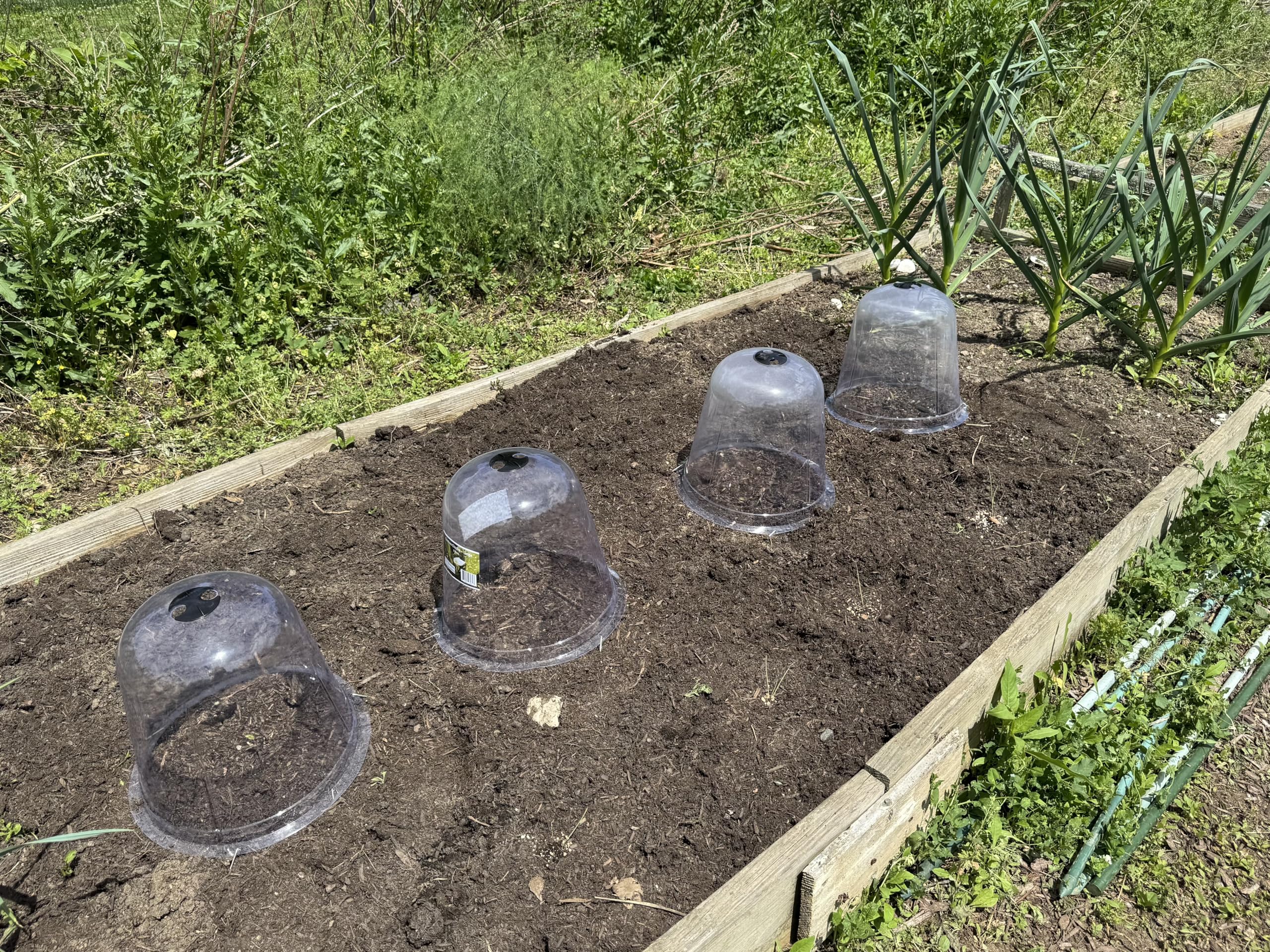 Campana Per Piante Verdemax 26x19.5cm - Protezione Per Orto E Giardino Contro Freddo E Parassiti - Foto 6