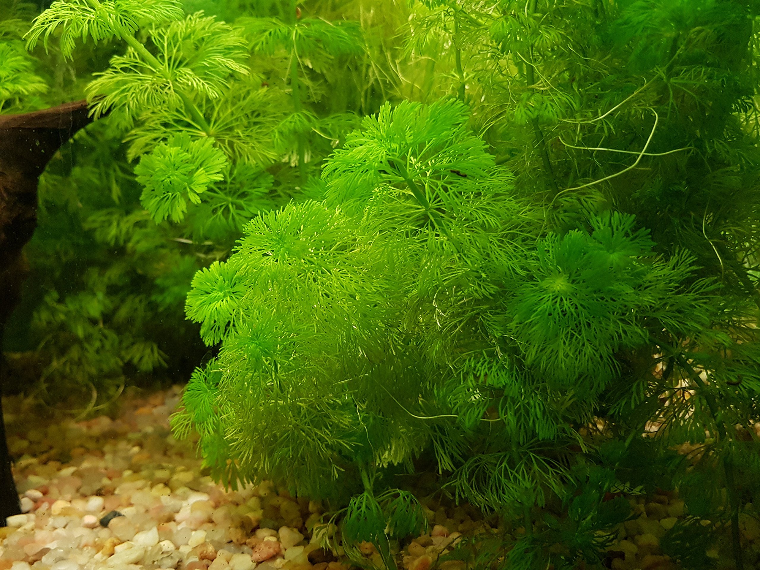 Giant Ambulia - Limnophila aquatica - 2 Bunch - Live aquarium plant
