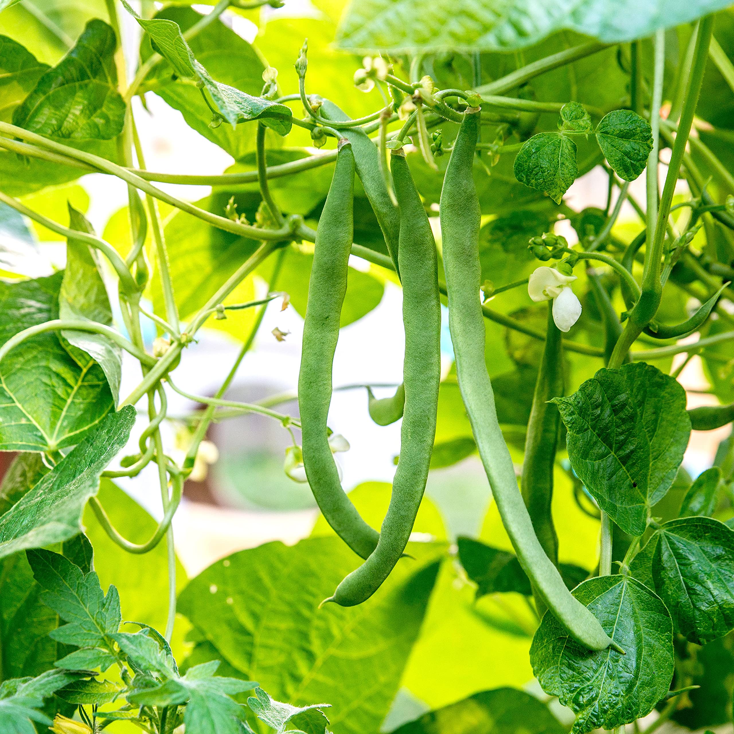Go4plants French Beans Vegetable F1 Hybrid Seeds for All Season Pack of 100+seeds (B0BHDCKMH9) Amazon Price History, Amazon Price Tracker