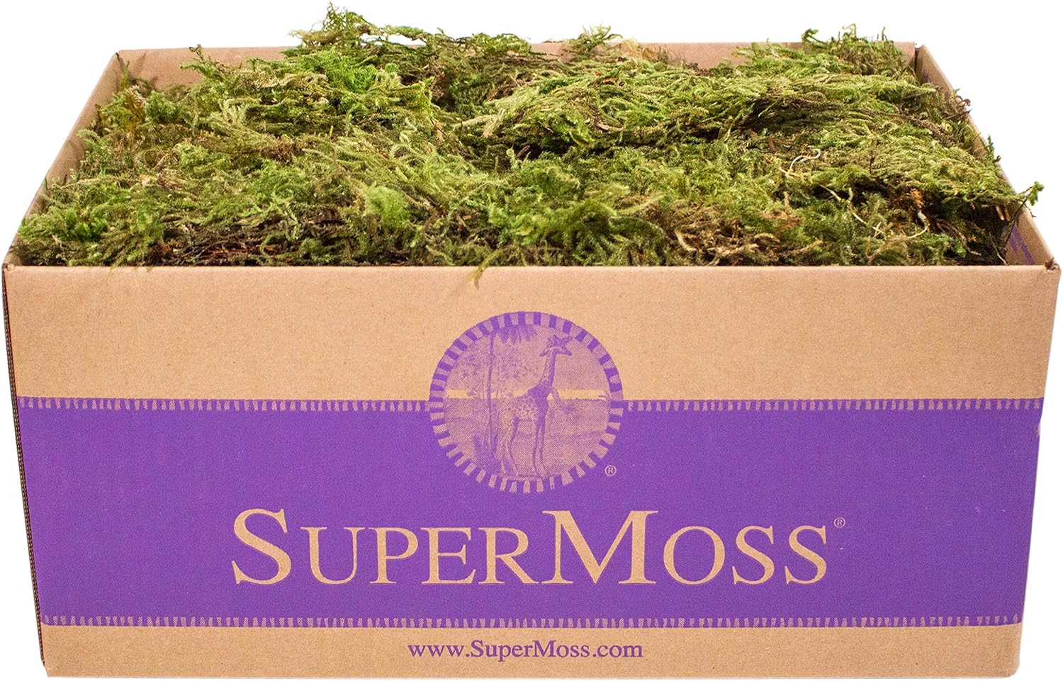 SuperMoss. Musgo de bosque conservado.