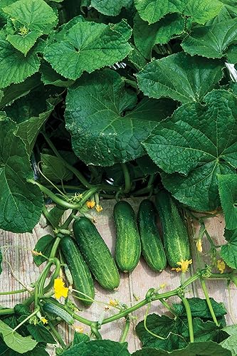 Miniatura 2 de Burpee Encurtidos Frescos Pepino Encurtido Semillas 20 semillas