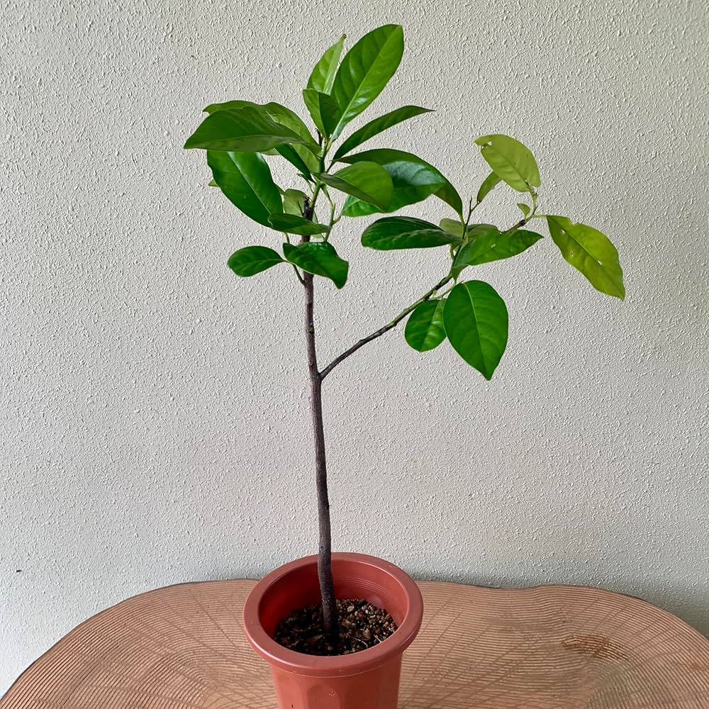 Amazon.co.jp: ブラックサポテ 熱帯果樹 苗木 実生 7号鉢