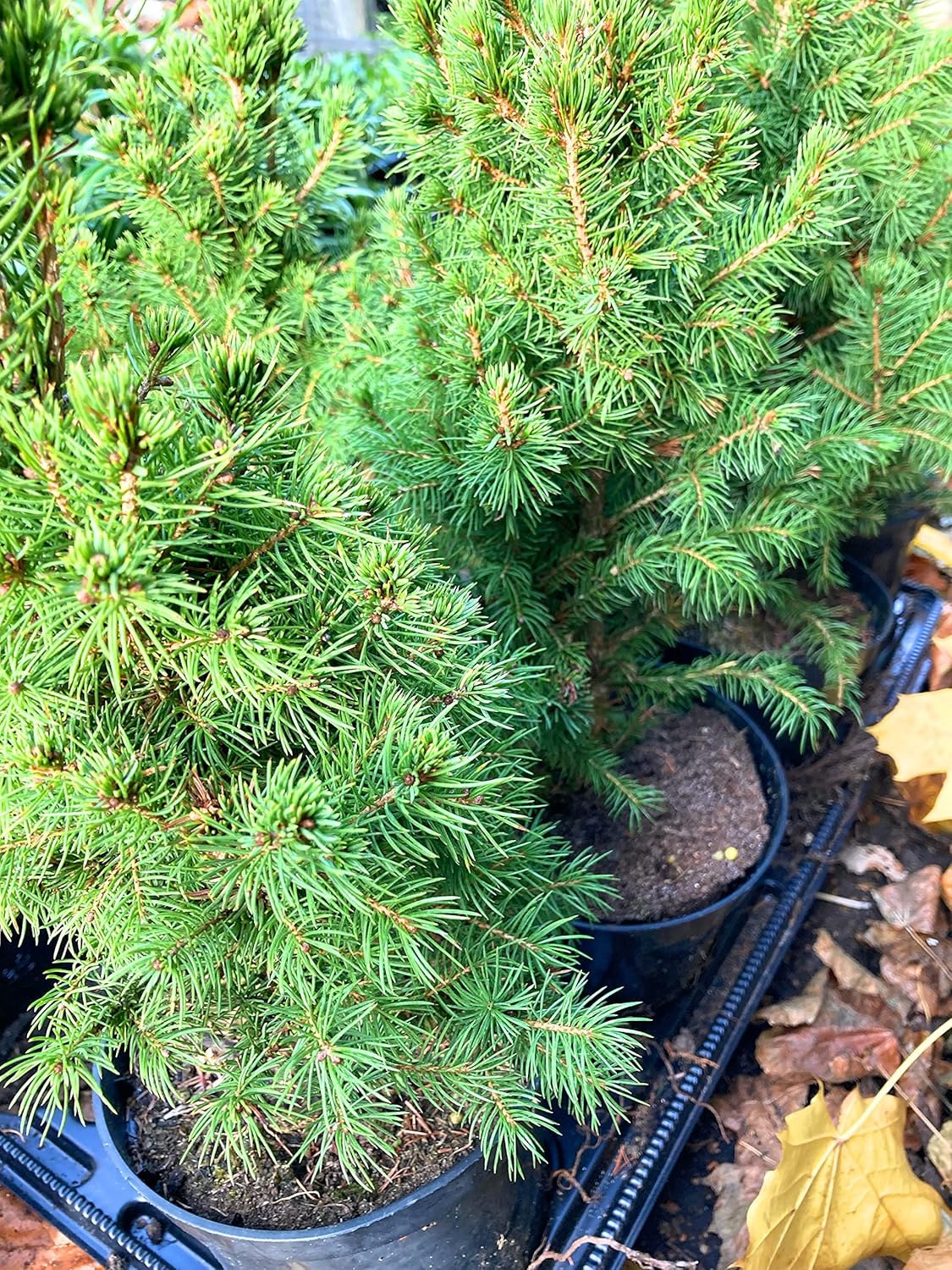 1 Miniature Real Christmas Tree in 9cm Pot (Norway Spruce) Includes