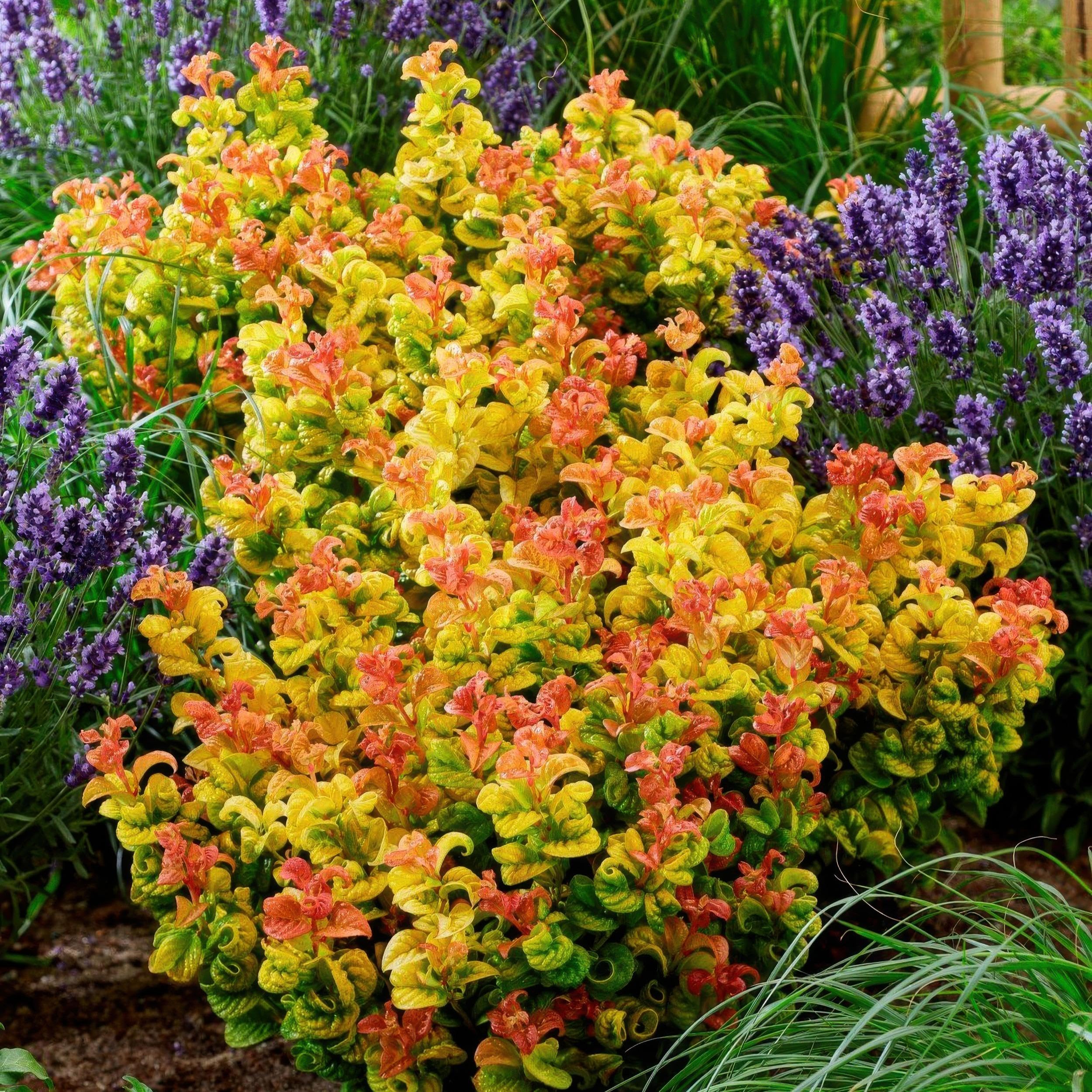 Leucothoe Curly Gold - Jaune - Feuillage persistant - Peu d'entretien - 30-40cm - Ø17cm - Plante de jardin