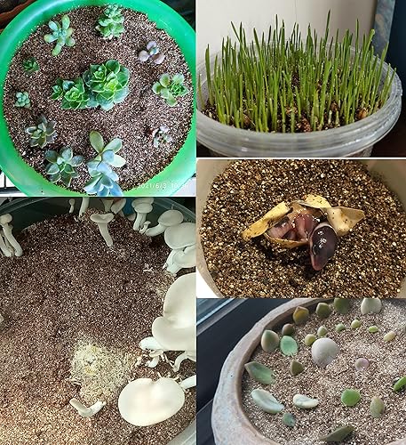 Miniatura 5 de Vermiculita orgánica hortícola de grado profesional de 15 cuartos de galón (15 cuartos de galón, vermiculita)