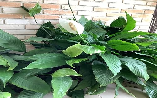 The pothos plant prosperous and wealth grows