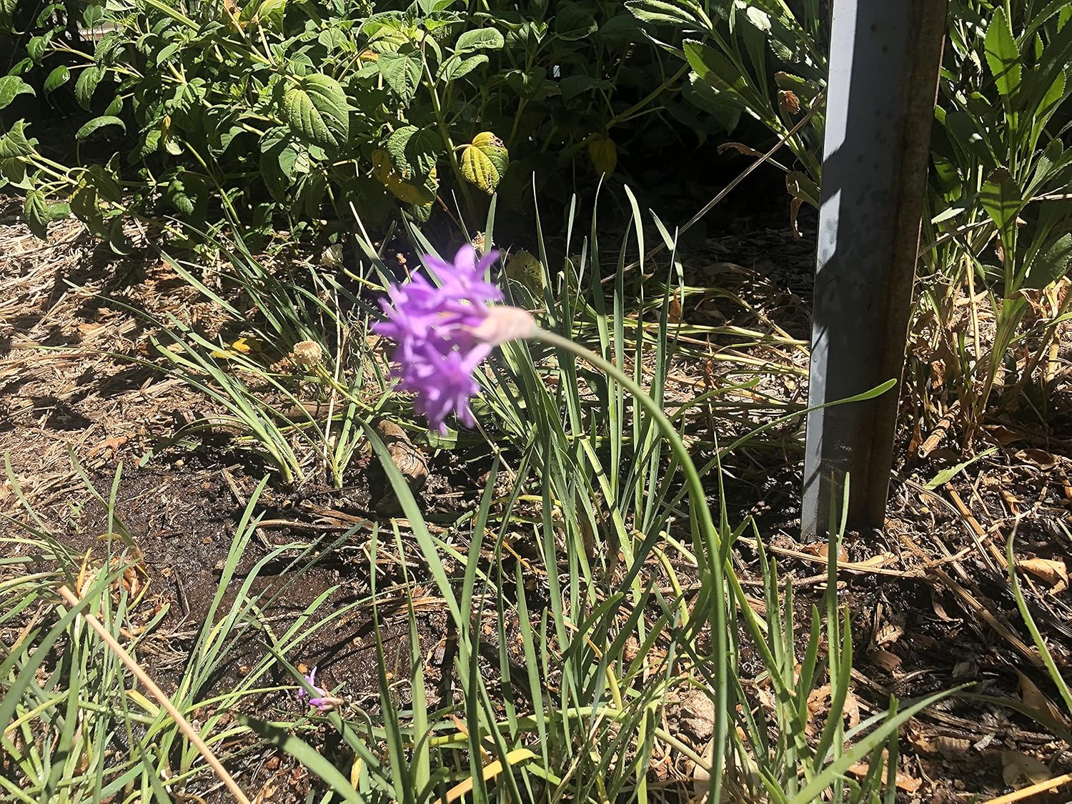 3 Starter Plants of Society Garlic Tulbaghia violacea (Bare Root)
