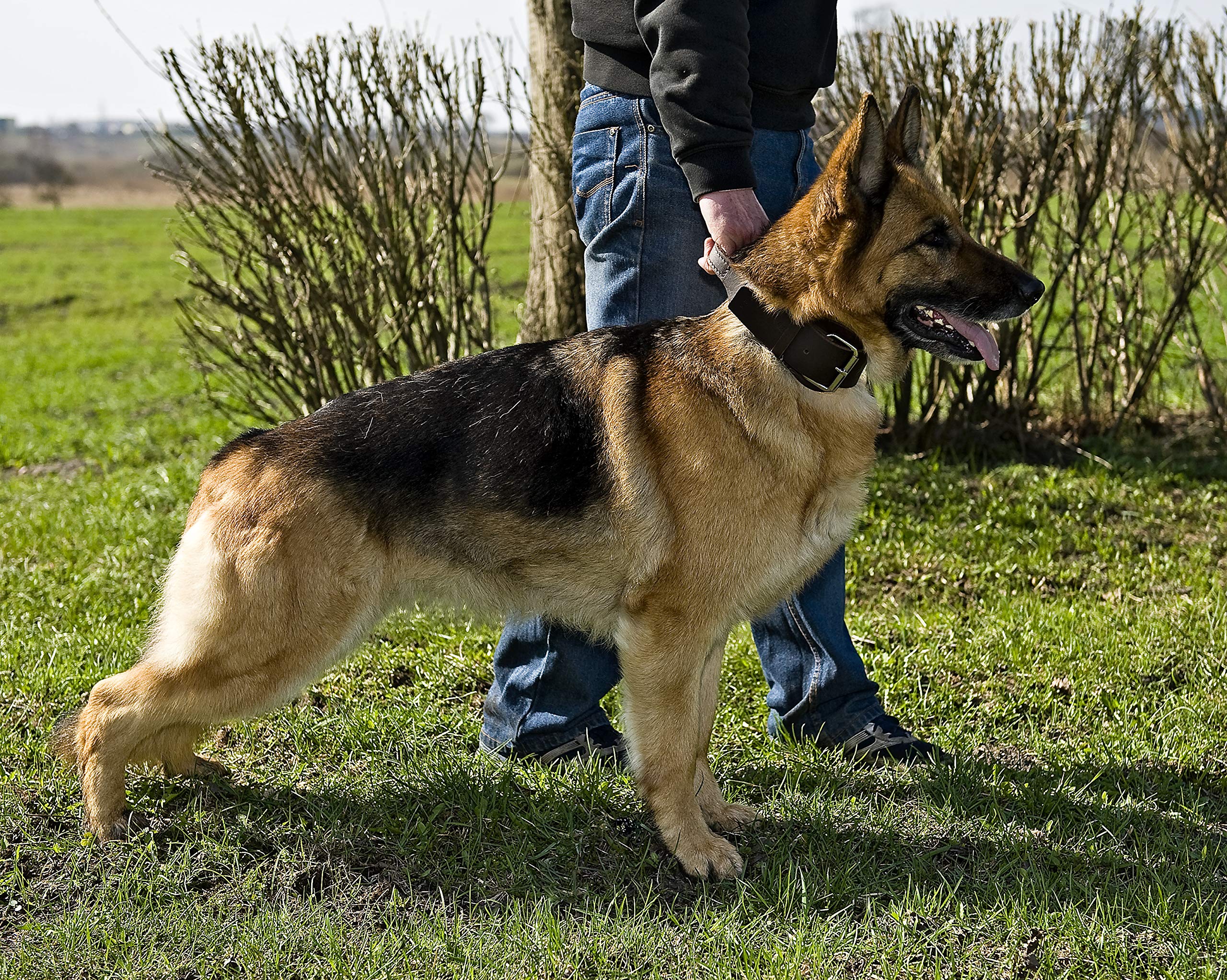 Dingo Halsband für große Hunde Halsband aus gewachstem Leder mit Griff aus natürlichem Rindsleder, Soft-Leder-Kollektion 5,0 x 75 cm Halsgröße 55-68 cm 13107