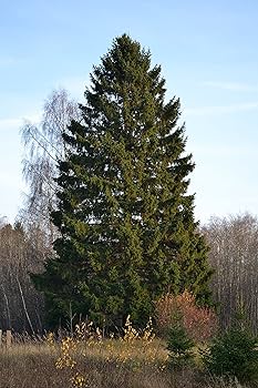 VOLVO　Abies procera　Picea abies トウヒ ピセア・アビエス (ドイツトウヒ) - 花の名前を調べる