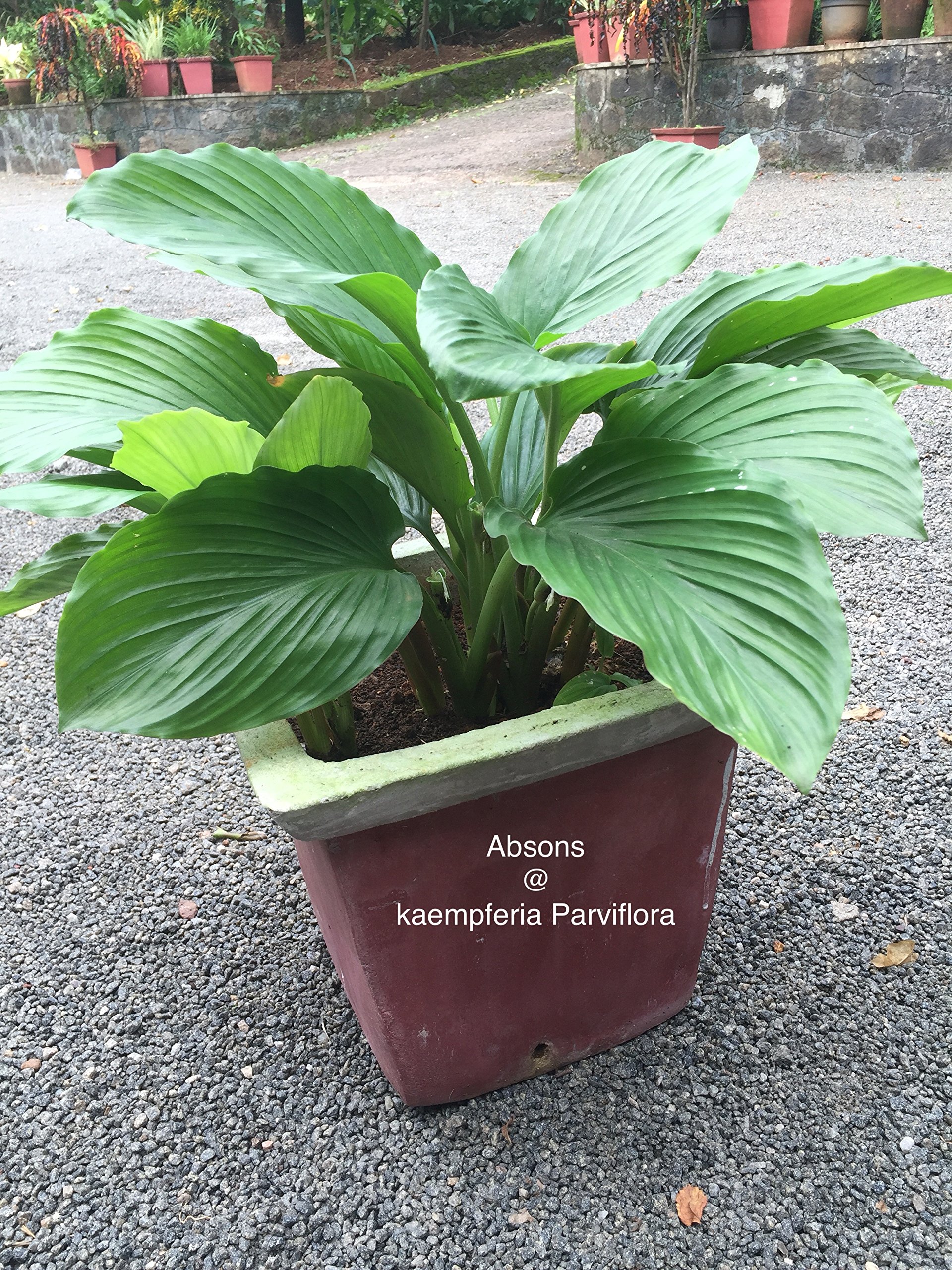 Absons Kaempferia Parviflora (Black/Galangal/Ginger/Karchai Dam/Tai Ginseng) 5 Seed Rhizomes for Sowing (B074H8J8T6) Amazon Price History, Amazon Price Tracker