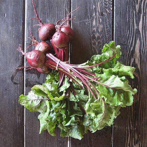 600 semillas de remolacha de primera calidad para plantar 049oz de semillas sin OMG y herencia de supervivencia para jardín de verduras