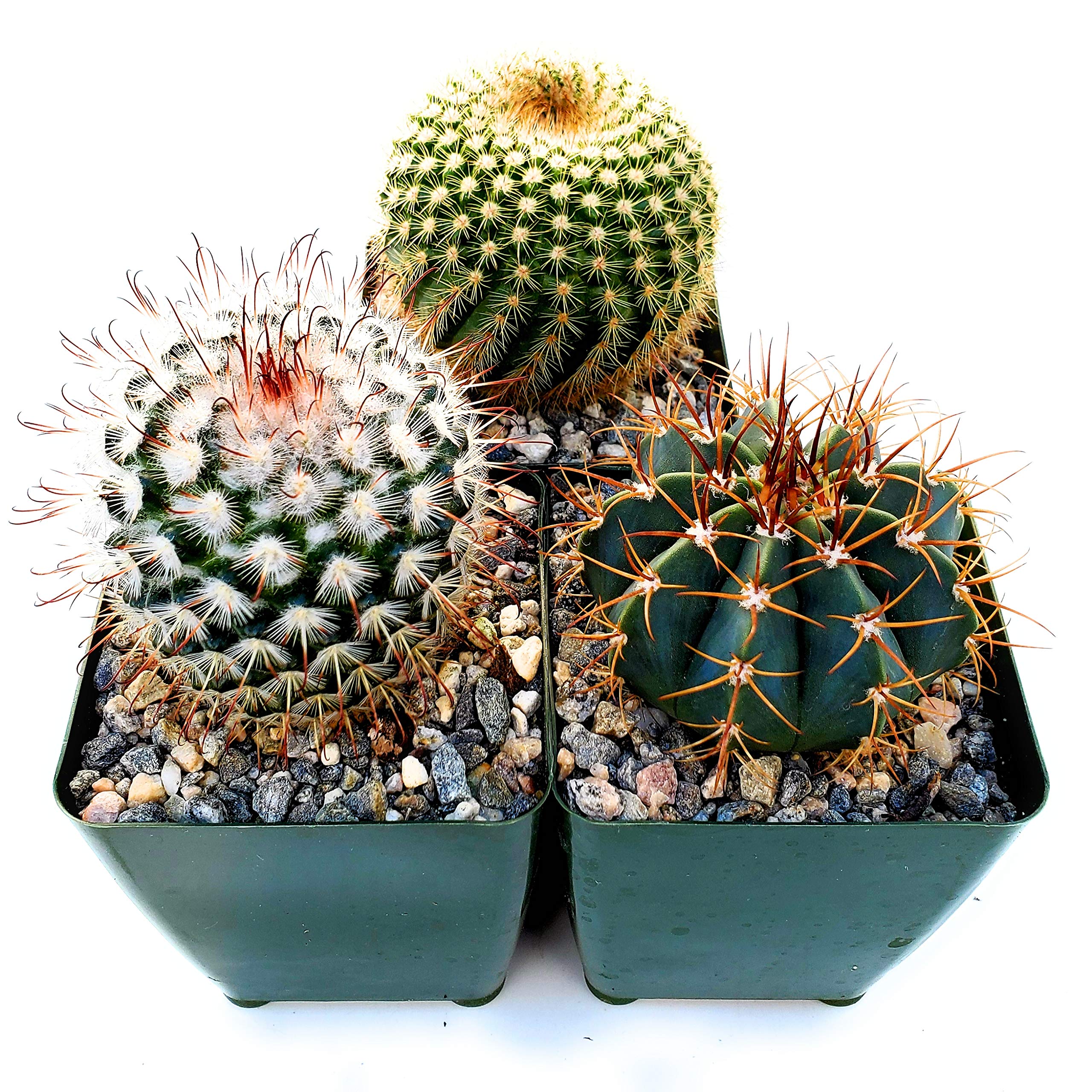 サンヨー Cacti Amazon.com : Fat Plants San Diego Cactus Plants. Variety Package