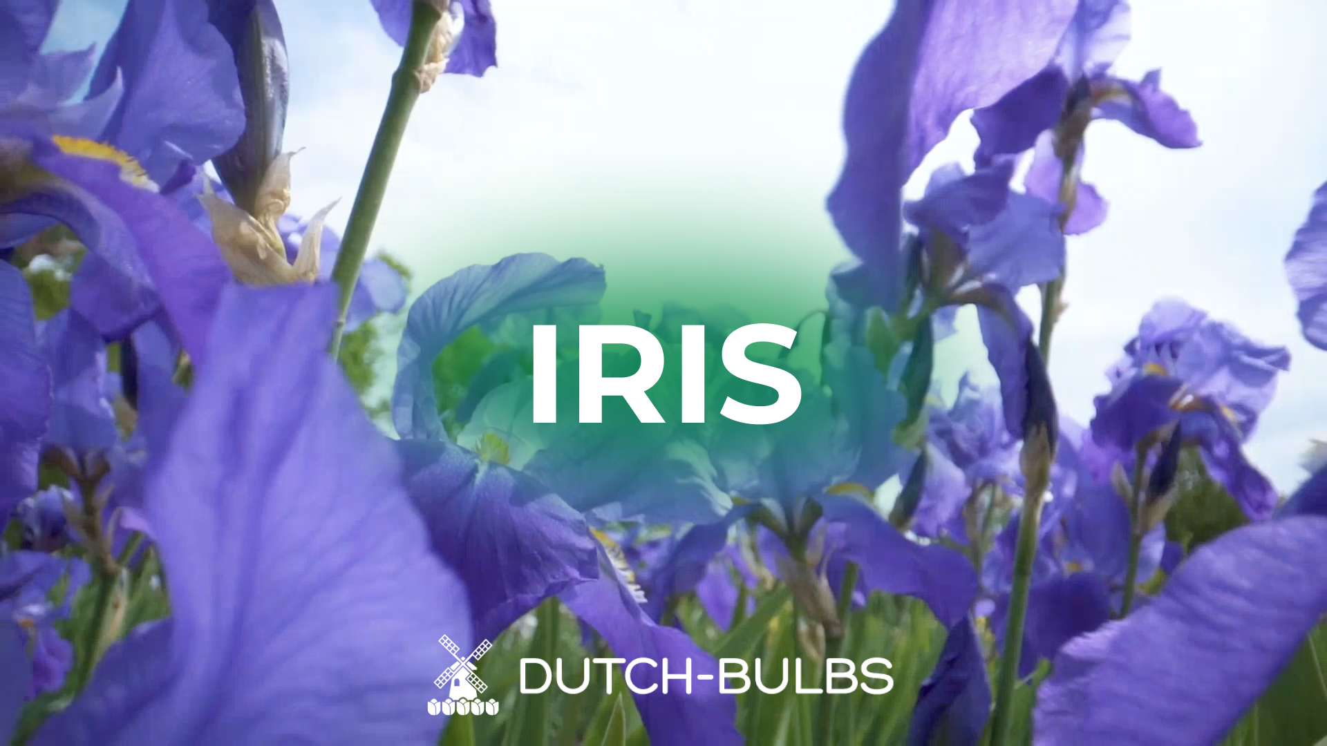 Bulbi Di Tigridia (Montbretia) - 50 Pezzi, 5 Varietà Colorate, Per Giardino E Vasi Dall'Olanda - Foto 5