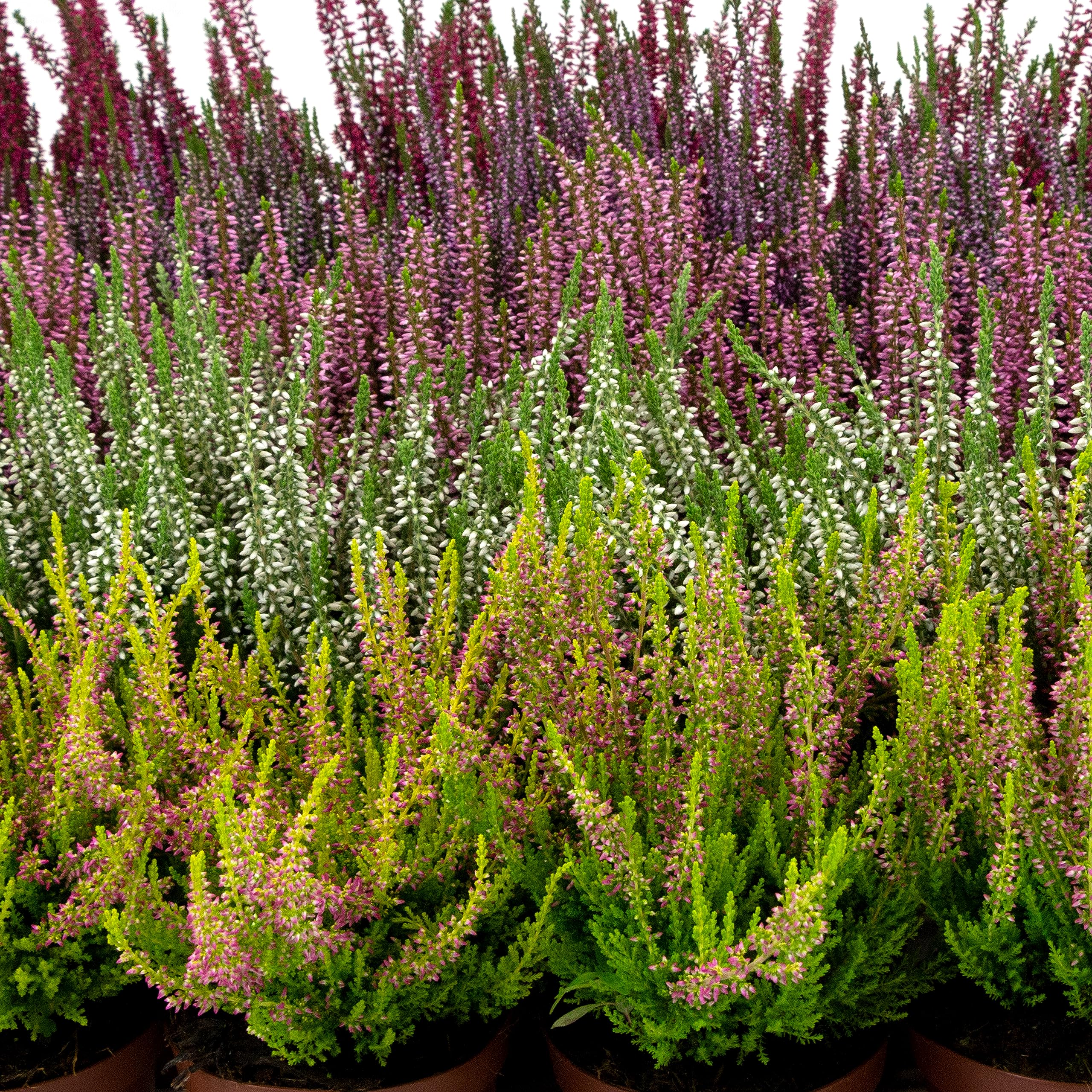 Erica Brugo Calluna Vulgaris Piante in vaso – Resistente – Miscela di colori (30 pezzi/5 colori)