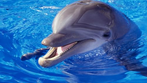 0 Day Dolphin Translator English-Dolphin