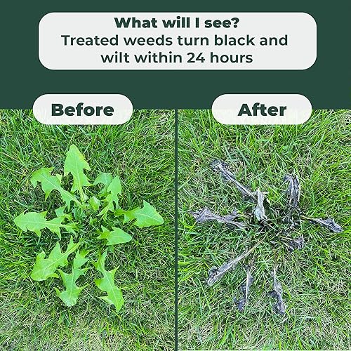 Miniatura 5 de Clean Green - Mata malezas selectivo para césped  Mata malas hierbas, no hierba  32 onzas  Sin glifosato