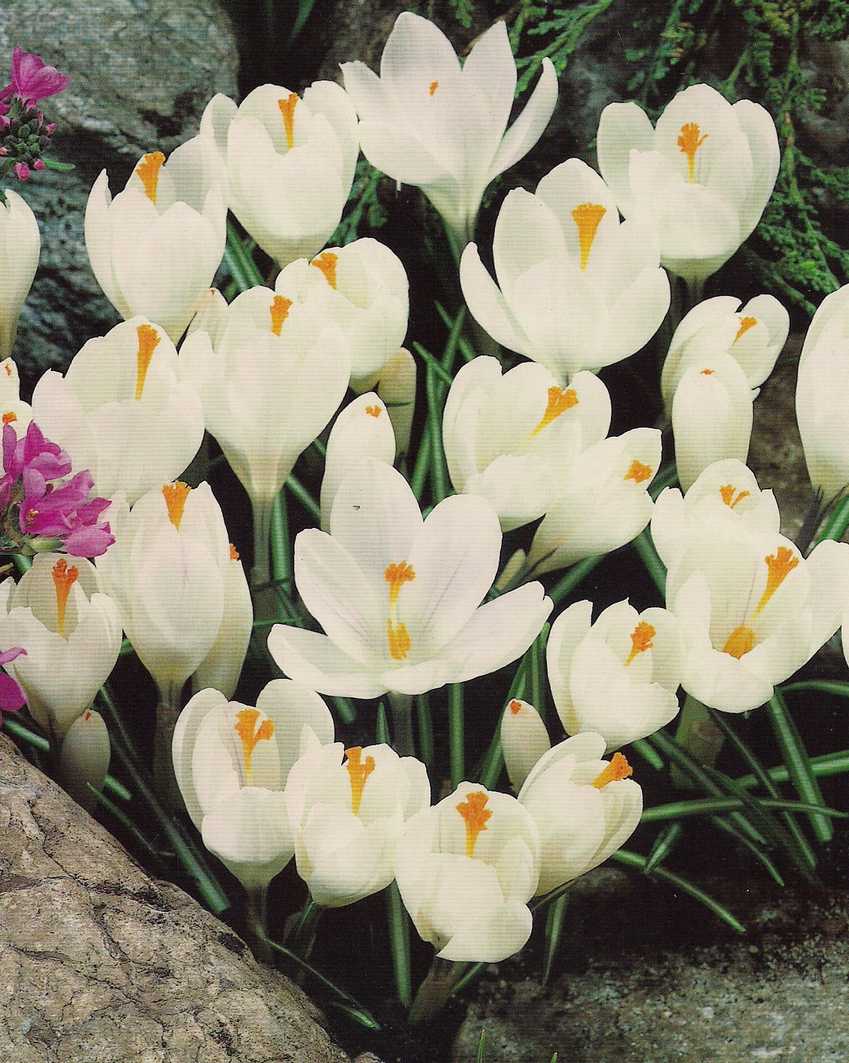 500 Großblumige Krokusse Jeanne d Arc Blumenzwiebeln Crocus