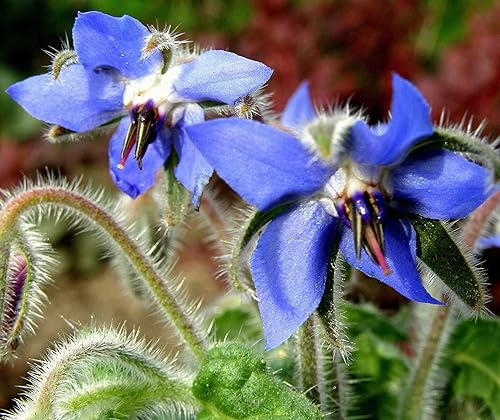 Seeds Borage Annual Herbs Non GMO Heirloom Seeds Borage Annual Herbs Non GMO Heirloom