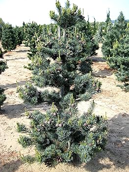 Amazon.com : Blue Japanese White Pine 2 - Year Live Plant