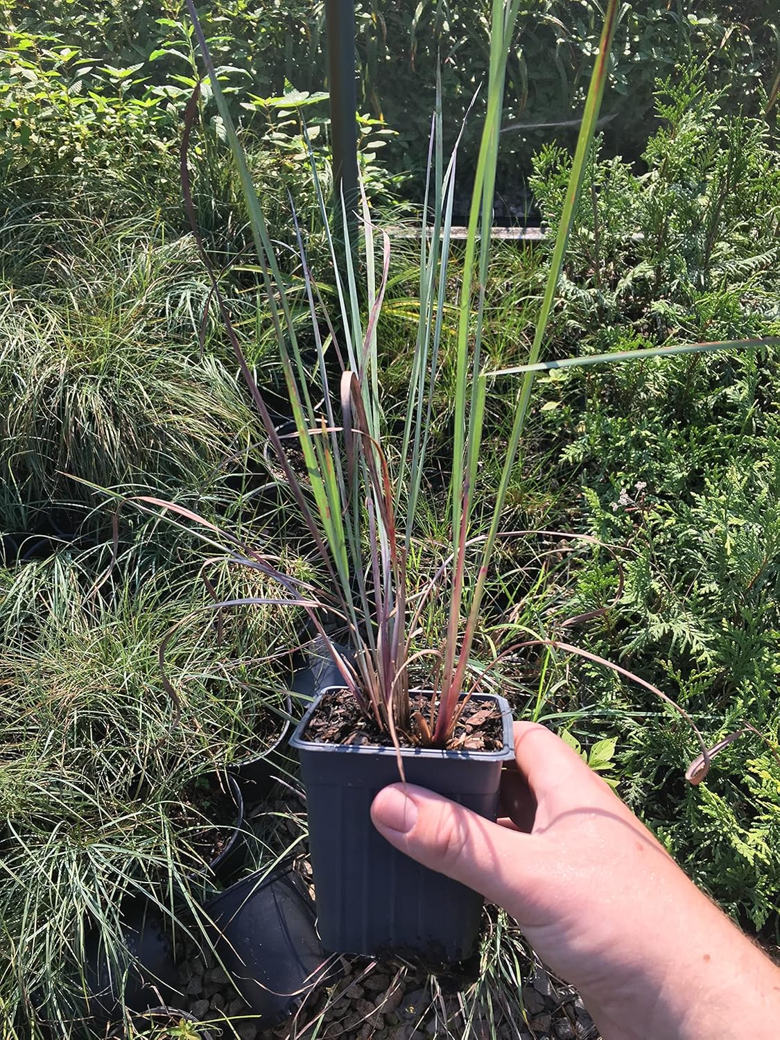 Lemongrass Plant- 3 Seperate in 2.25 Inch Size! Non GMO! Organic! Also Known As Fever Grass, Cymbopogon Citratus/by Daylily Nursery