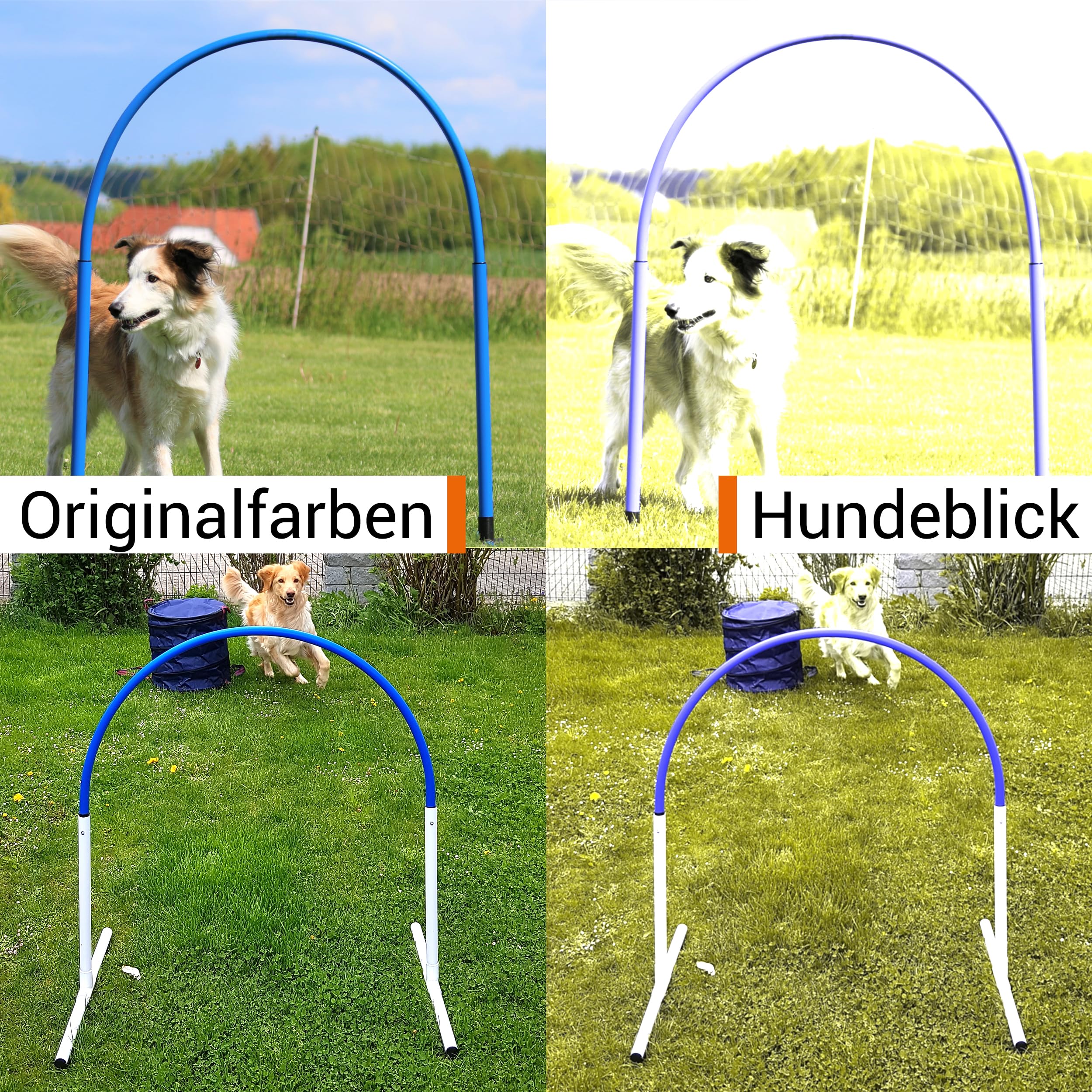 Hoopers Hoop – wetterfest, VDH-konform & farbig – mit Stecksystem für sicheres Hundetraining – aus robustem Kunststoff – Flexibler Hundesport-Reifen mit Stecksystem – Blau/Orange