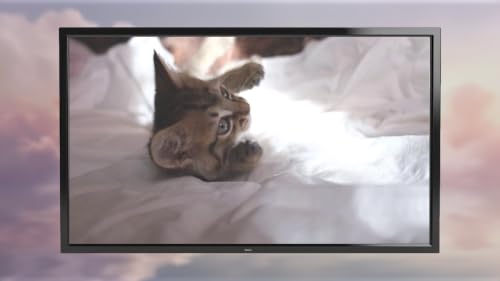 Musique apaisante pour chats TV - Relaxation et soulagement du stress pour animaux de compagnie – vue 4