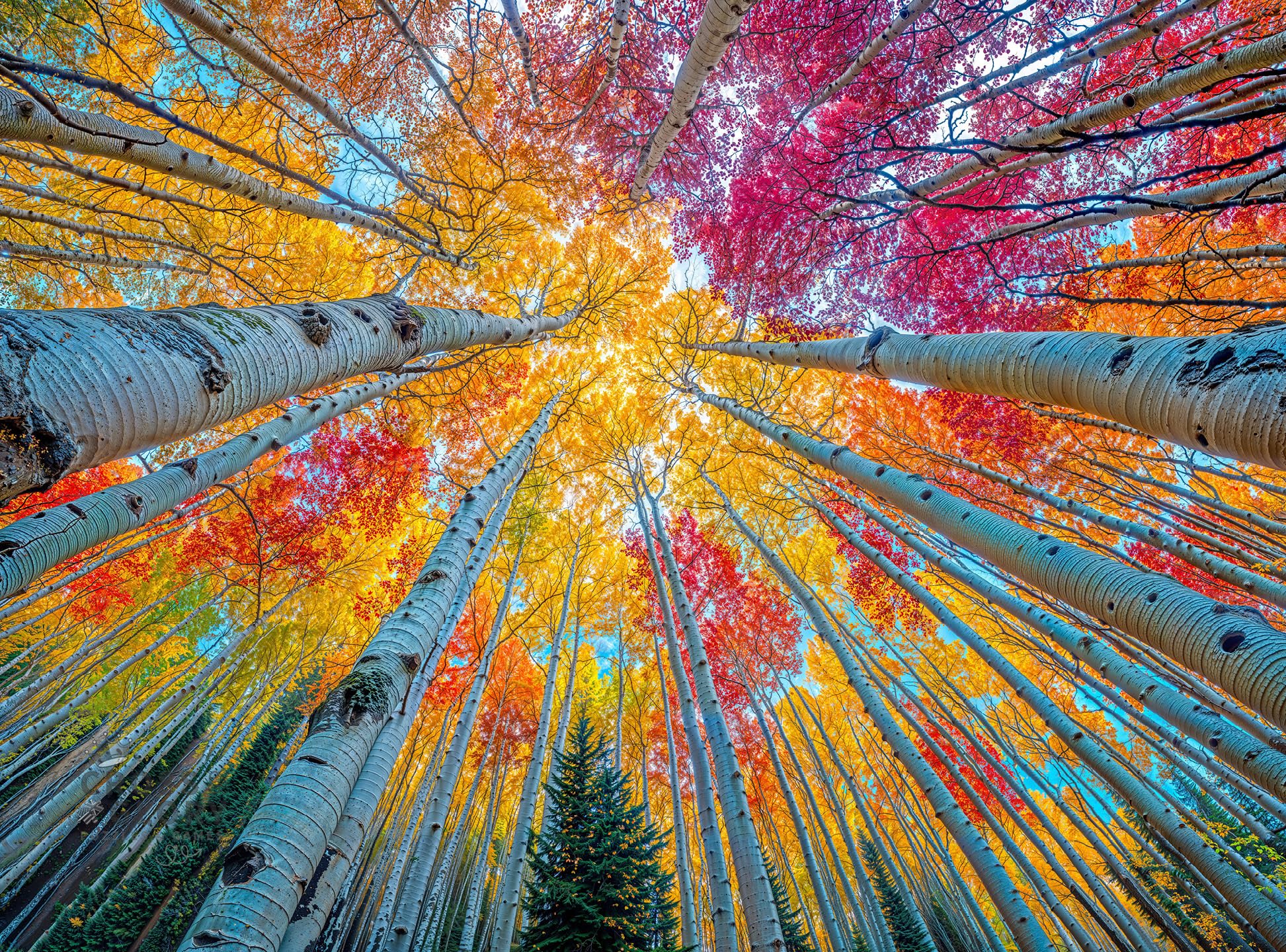 Cross & Glory – Sky Through The Aspens – 1000 Piece Jigsaw Puzzle for Adults | Golden Autumn Forest Puzzle | Vibrant Fall Nature Artwork | Premium Ribbon-Cut Puzzle with Satin Finish — image 1