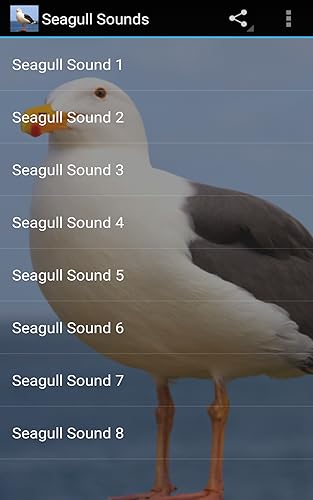 Seagull Sounds